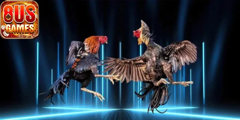 Người chơi trải nghiệm đá gà 8us tại nhà